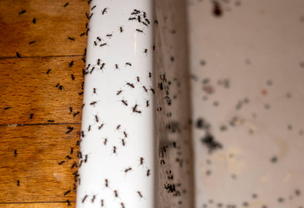 Best Cockroach Control Services  in Fort Gibson, OK