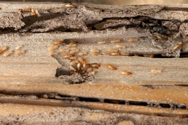 Best Spider Control Near Me  in Fort Gibson, OK